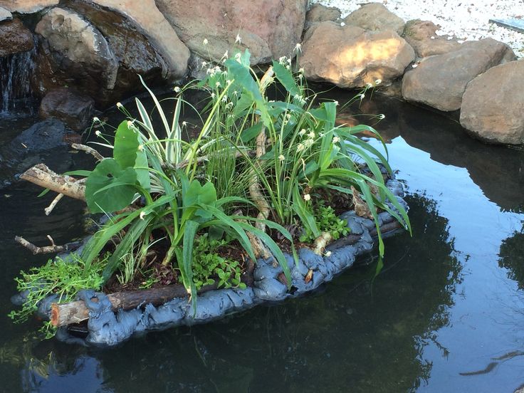 The Ultimate Guide to Selecting, Arranging, and Maintaining Pond Plants